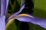 Giant blue iris